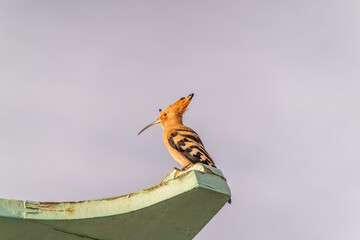 Eurasian hoopoe or Common hoopoe (Upupa epops) bird close-up on cloudy sky background © Dmitrii Potashkin