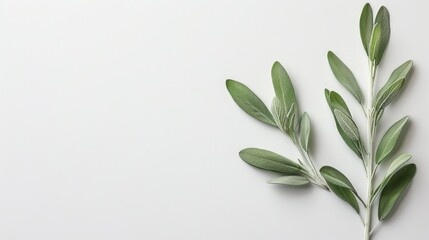  A sprig of green leaves against a clean white background, ideal for inserting text or an image on cards, postcards, or brochures