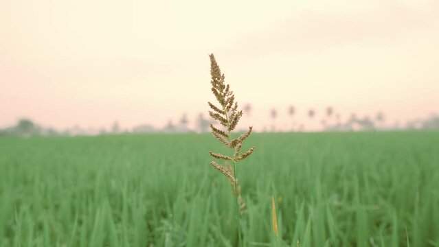 Echinochloa Crus-Galli is known as Barnyard Millet or Grass. Type of wild grass originating from tropical Asia. Bokeh background.