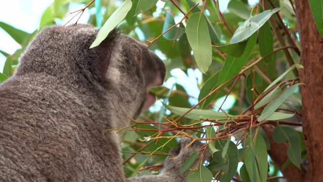 Profile close up shot of an active foraging koala, phascolarctos cinereus munching and feasting on the eucalyptus leaves.