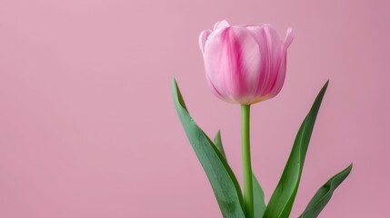 Naklejka premium A pink tulip against a pink background, featuring a green stem and a solitary pink bloom in the foreground