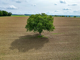 Luftaufnahme oder Drohnenaufnahme eines freistehendes Baums auf einem kahlen Feld im Herbst,...