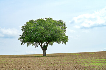 Luftaufnahme oder Drohnenaufnahme eines freistehendes, alleinstehenden Baums auf einem kahlen Feld...