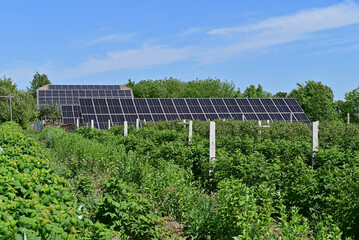 The photo depicts a raspberry plantation with bushes neatly arranged in rows, alongside solar...