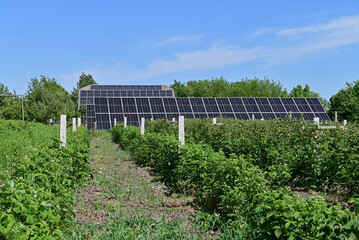 The photo depicts a raspberry plantation with bushes neatly arranged in rows, alongside solar...