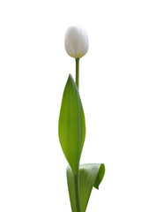 White tulip isolated on transparent background png file