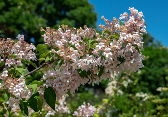 Blooming white beauty bush in a garden
