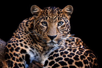 Adult leopard portrait. Animal on dark background