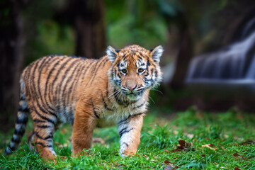 Tiger cub in the wild. Baby animal in green grass on waterfall background