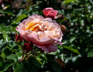 Blooming pink rose on a green leaves background