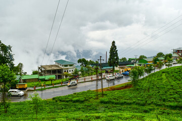 Temi tea garden, local tea of Sikkim, India