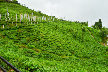 Temi tea garden, local tea of Sikkim, India