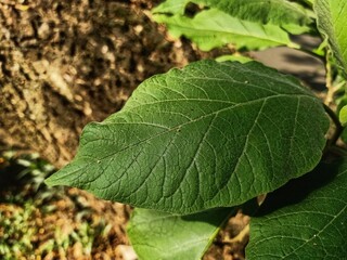 Close up of green leaf texture with blurry background of leaves and tree trunk