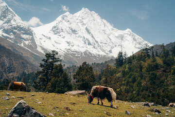 Yak grazing on Manaslu Circuit Trek, Nepal