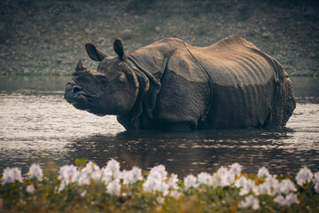 Rhino bathing in Chitwan Nationalpark, Nepal