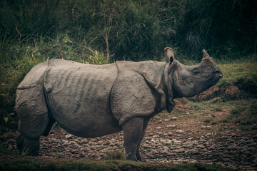 Male Rhino in Chitwan Nationalpark, Nepal