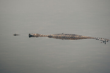 Gavial in river in Chitwan national park, Nepal