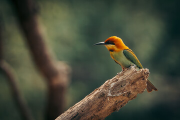 Beautiful Bee-eater in Chitwan National Park, Nepal