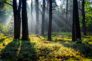 Sunny morning in the forest