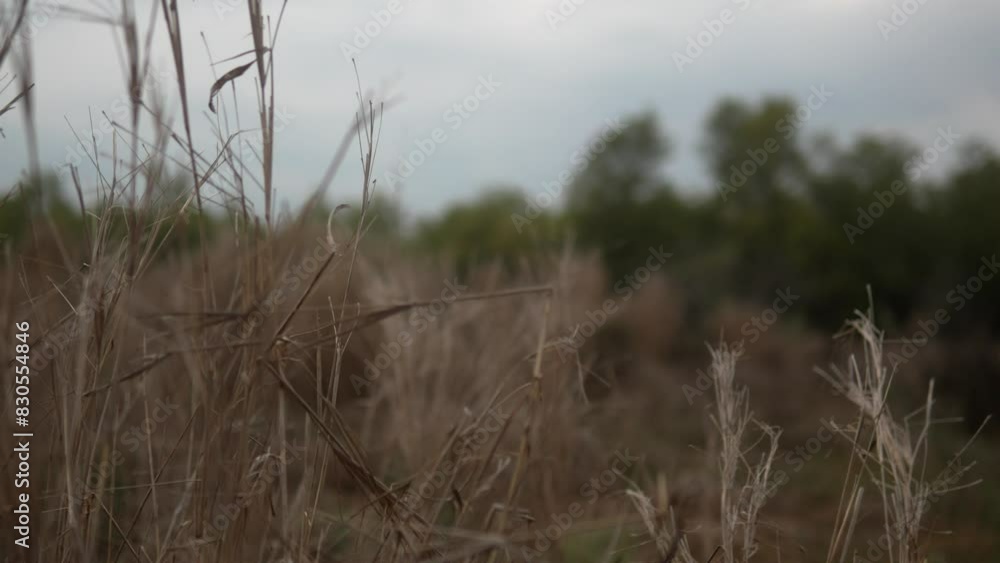 Poster dry grass sways in a field with trees in the background under a cloudy sky, close-up