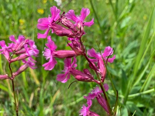 Fototapeta premium pink flowers in the garden