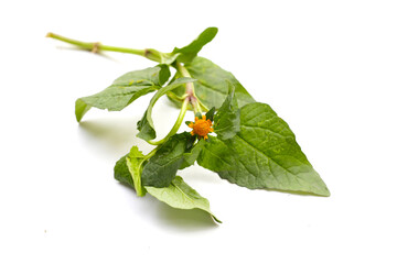 Yellow flower with green leaves of acmella oleracea or toothache plant on white background