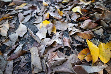 Dry leaf on ground. Gray leafs cover surface of ground is beauty pattern background in garden forest. The leave tree falling on autumn on summer. Beautiful nature color from green to red or orange.