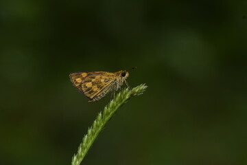 Taractrocera ceramas, commonly known as the Tamil grass dart, is a species of butterfly belonging to the family Hesperiidae