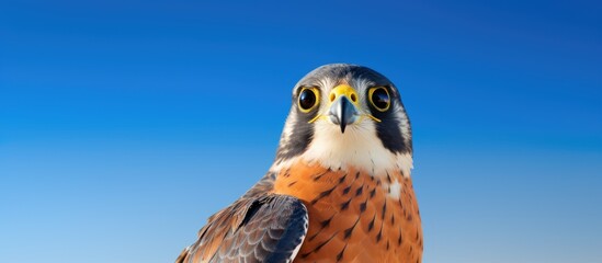 Aplomado Falcon Falco femoralis fixating on the camera with a copy space image