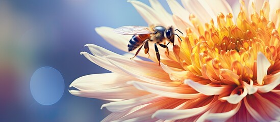 A hover fly resting on a beautiful dahlia flower with an overlay for copy space image
