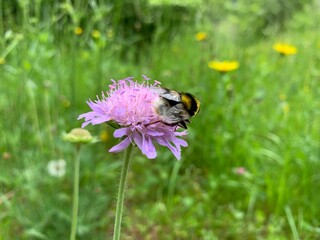 bee on a flower