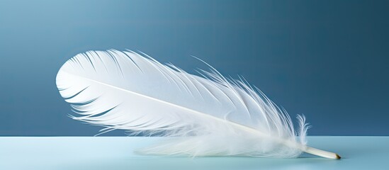Copy space image of a bird s white feather serving as a captivating backdrop