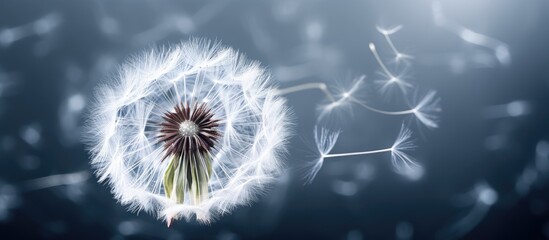 A detailed close up image of a spring Dandelion blowball captured with an extreme zoom with space for copy