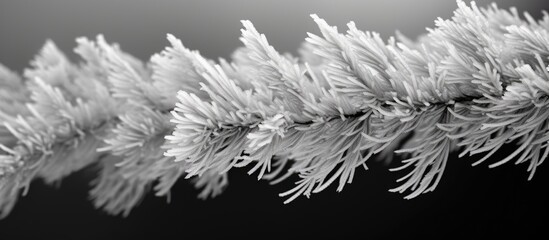 A close up winter background with icy spruce branches in black and white providing ample space for text in the image - Powered by Adobe