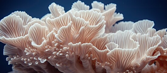 A copy space image showcasing the beauty of hard coral