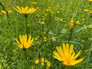 Obraz premium yellow flowers in the grass