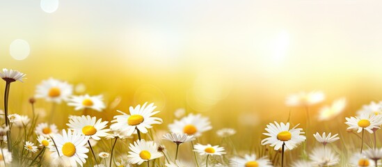 A captivating copy space image featuring daisies scattered across a picturesque meadow