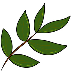 green leaves isolated on white background