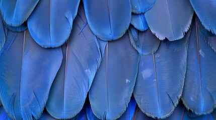 A tight shot of a blue bird's back, adorned with an abundance of blue feathers, extending from its back and wings
