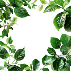 Naklejka premium green leaves frame