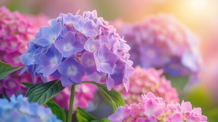  A tight shot ofpurple and blue blooms with green foliage in the foreground, and a softly blurred backdrop ofpink and blue blossoms