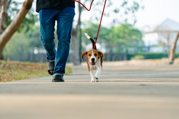 Pets owner and beagle dog walking, running, having fun outdoors in the park. Adorable pet concept