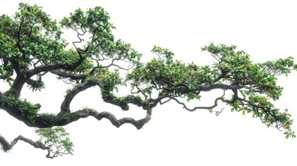 Fototapeta premium A substantial tree, adorned with abundant green foliage on its branches Atop, a solitary bird rests against the azure canvas of the cloud-scattered sky