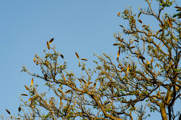 ramas, arbol, arbustos, mezquita