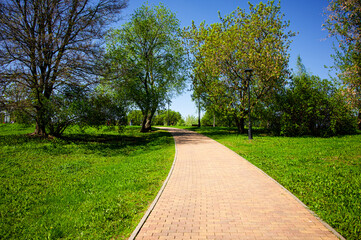 A straight path leading to a forest clearing. The road is through a dense green forest.