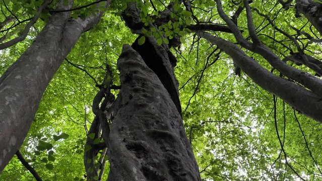 Look at the sky wide view landscape of parotia persica persian ironwood tree trunk green leave in rainforest Hurcanian Azerbaijan natural lanndmark baku tourism destination middle east saudi arabia