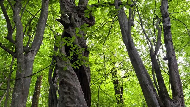 Twisted spiral tree trunk in Hyrcanian forest in summer season green leaves plant broad leaf parrotia persica iran persian ironwood evergreen foliage middle east rainforest travel destination saudi