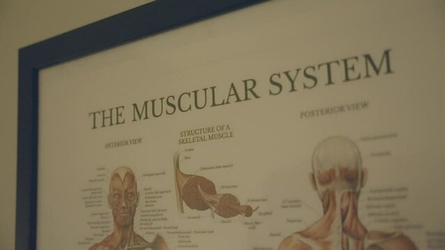 The analysis of the muscular system in humans involves studying a detailed diagram.