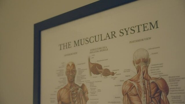 An artwork showcasing the anatomical structure of the human body's musculature.