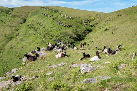 Rebanho de cabras nos altos pastos da montanha Artzamendi em um dia de primavera na Fran&ccedil;a